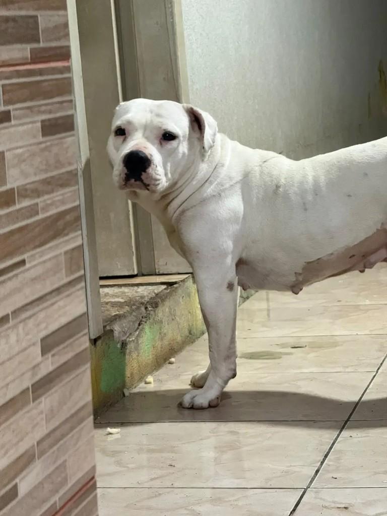 Safira, cadela de porte médio para adoção em Sapucaia do Sul - RS — foto 3 de 3
