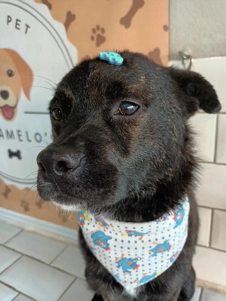Chiquinho, cachorro de porte médio para adoção em São Leopoldo - RS