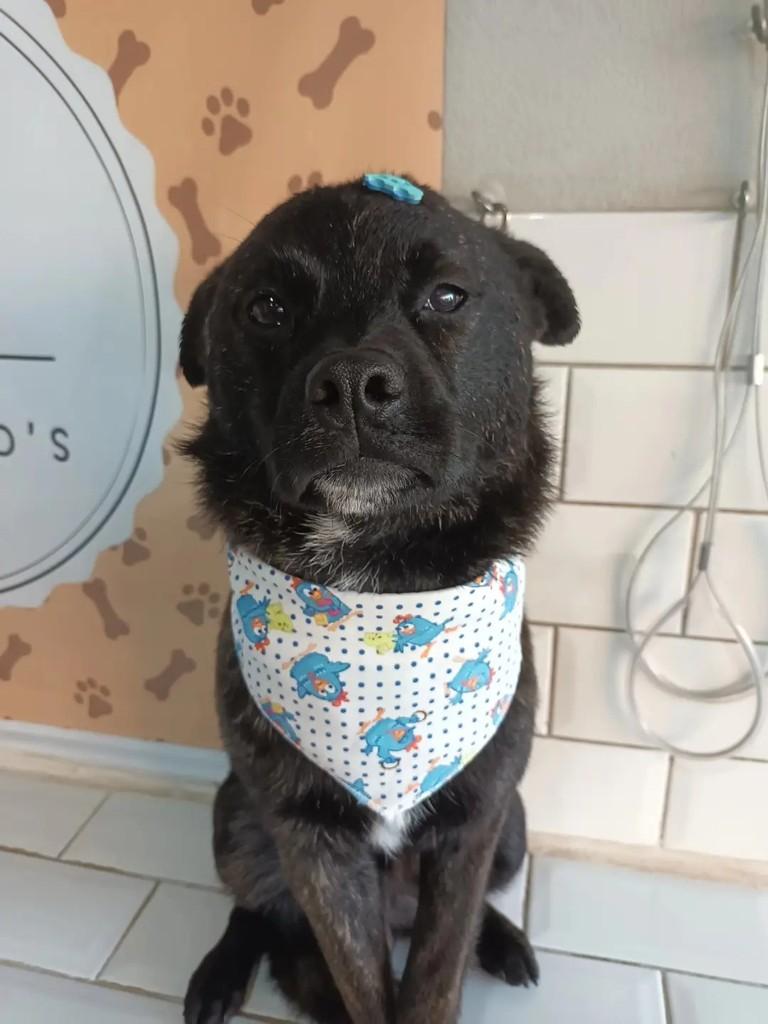 Chiquinho, cachorro de porte médio para adoção em São Leopoldo - RS — foto 2 de 13