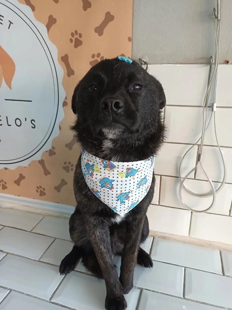 Chiquinho, cachorro de porte médio para adoção em São Leopoldo - RS — foto 3 de 13