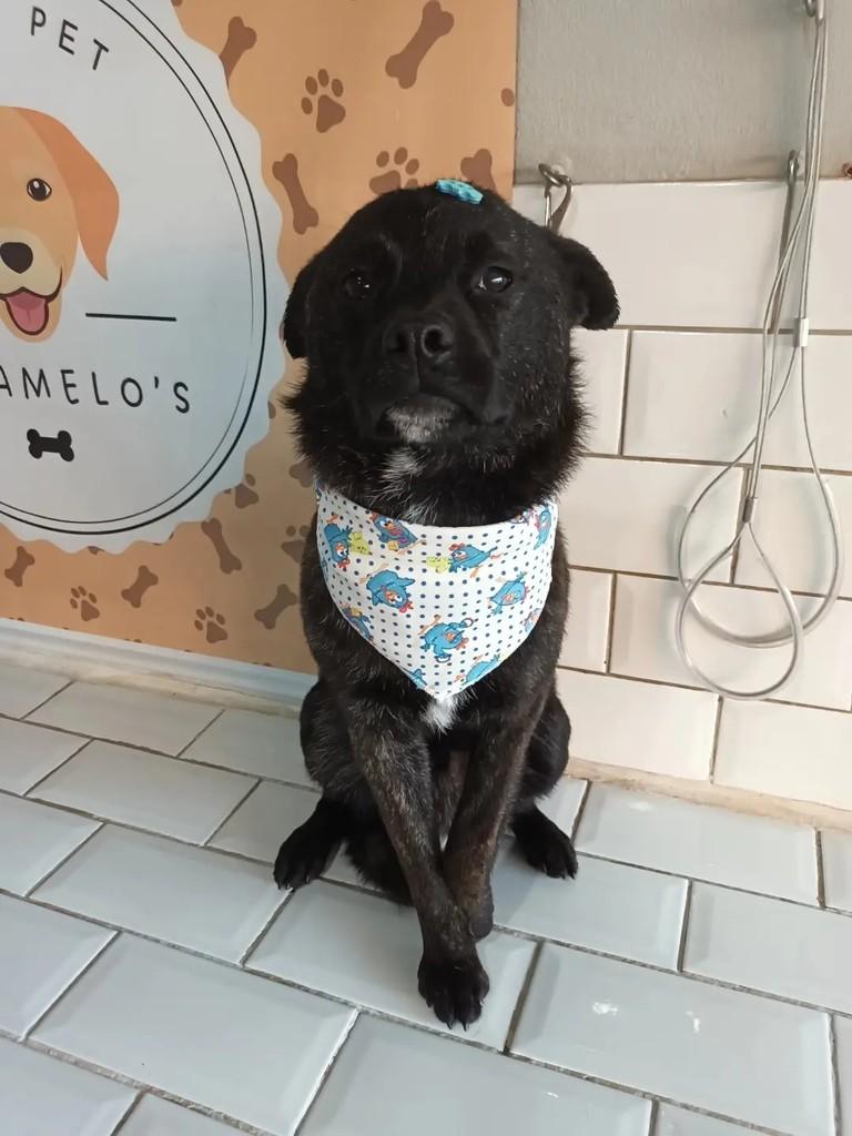 Chiquinho, cachorro de porte médio para adoção em São Leopoldo - RS — foto 4 de 13