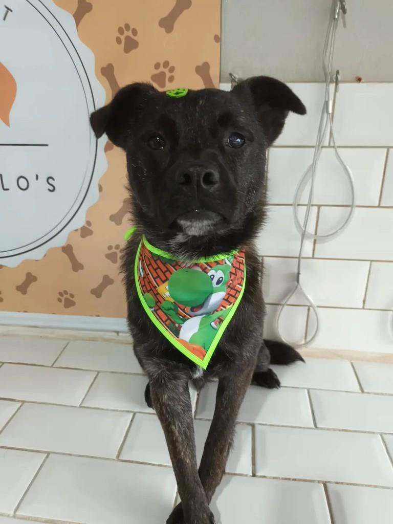 Chiquinho, cachorro de porte médio para adoção em São Leopoldo - RS — foto 5 de 13