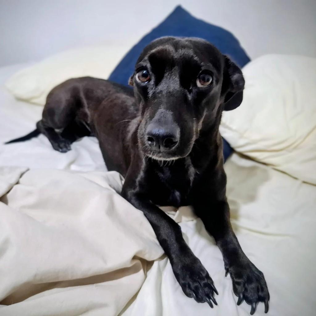Cacau, cachorro de porte pequeno para adoção em Rio de Janeiro - RJ