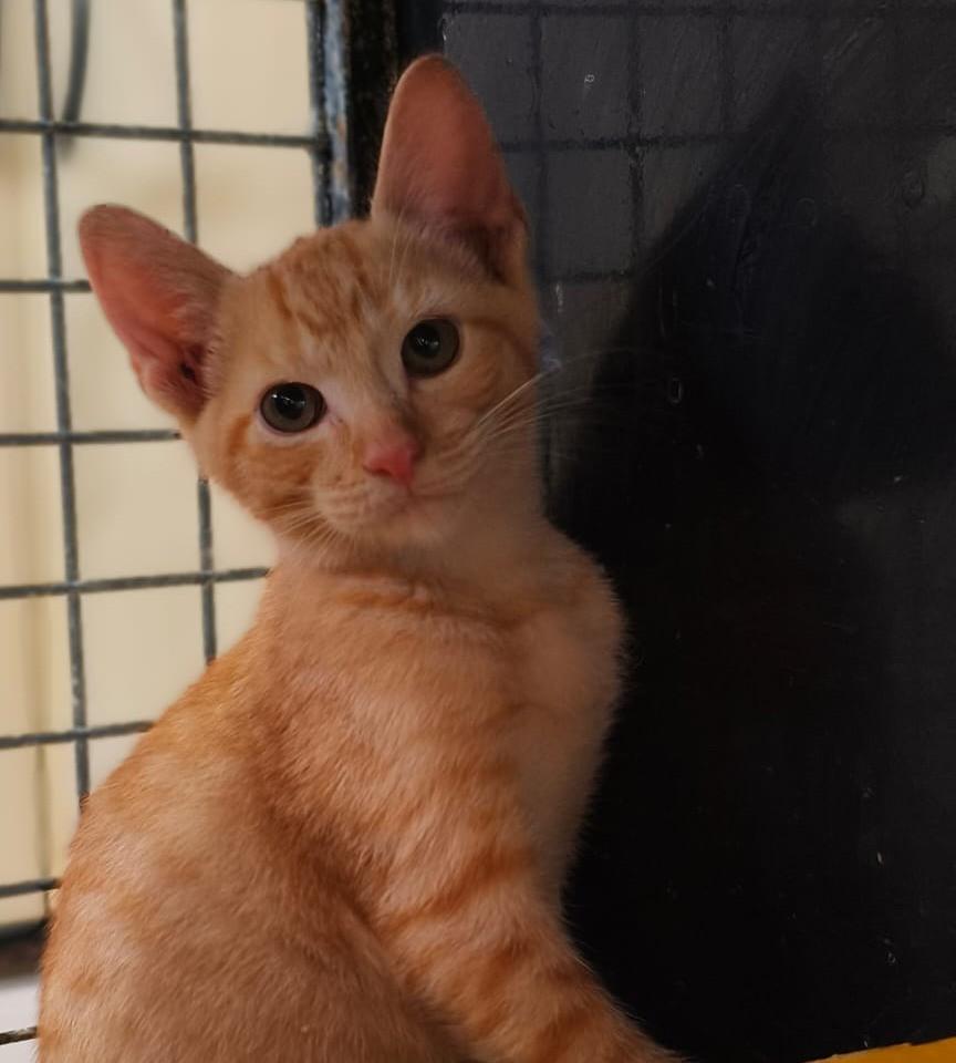 Paçoca, gato de porte pequeno para adoção em Rio de Janeiro - RJ
