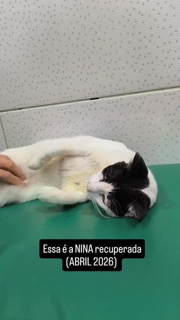 Nina, gato de porte médio para adoção em Rio de Janeiro - RJ