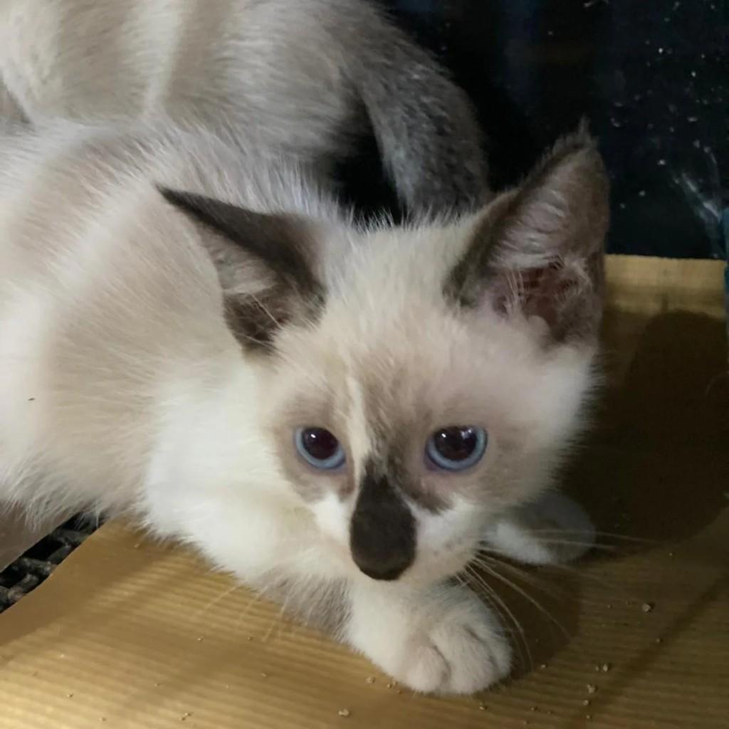 Nilu, gato de porte pequeno para adoção em Rio de Janeiro - RJ
