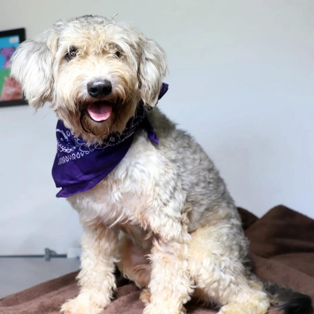 Xucrute, cachorro de porte médio para adoção em Rio de Janeiro - RJ