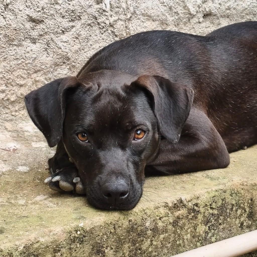 Hebe, cachorro de porte médio para adoção em Rio de Janeiro - RJ