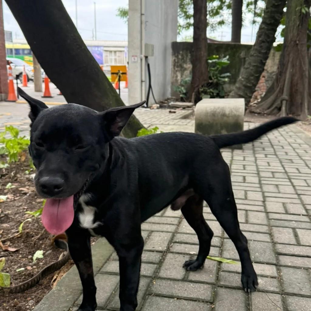Prestígio, cachorro de porte médio para adoção em Rio de Janeiro - RJ