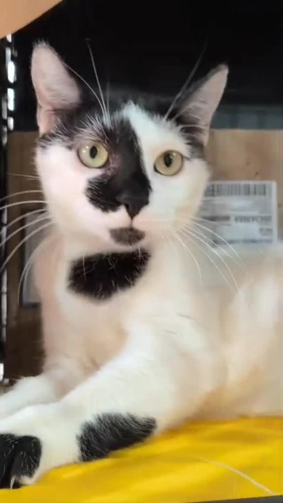 Nora, gata de porte pequeno para adoção em Rio de Janeiro - RJ