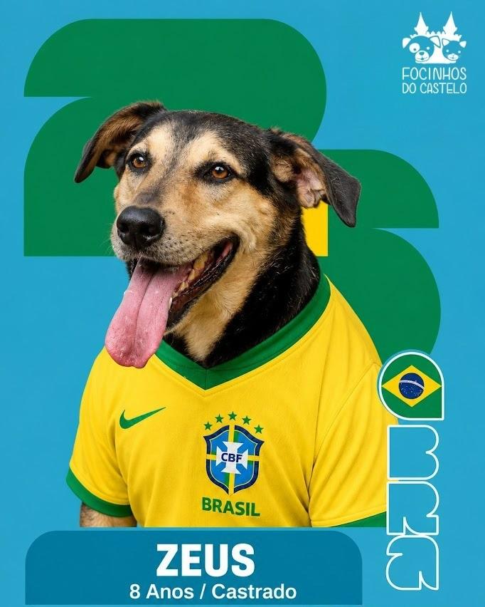 Zeus, cachorro de porte grande para adoção em Rio de Janeiro - RJ