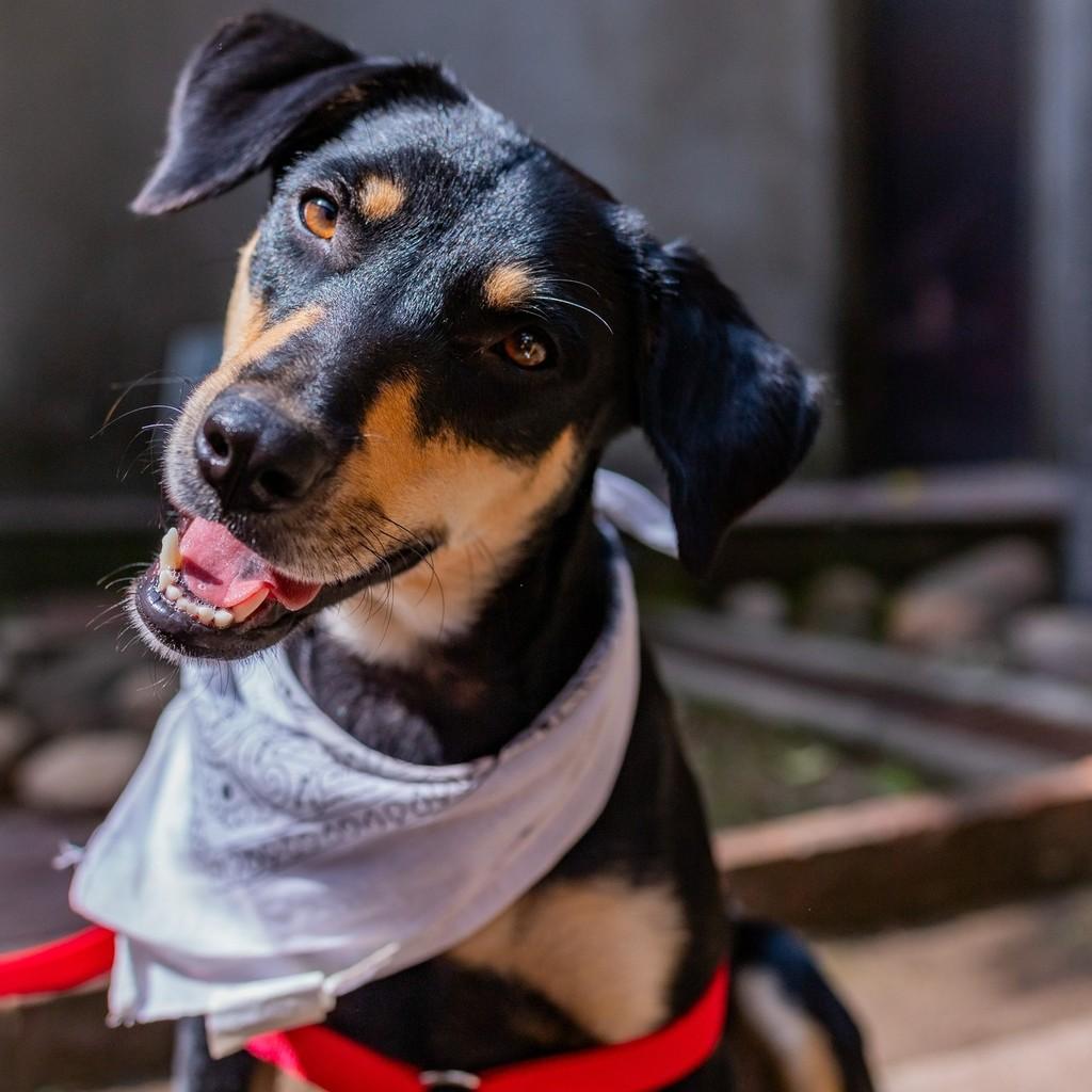 Scooby, cachorro de porte médio para adoção em Rio de Janeiro - RJ