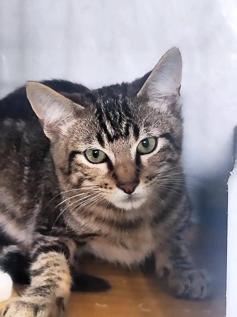 Ronaldo, gato de porte médio para adoção em Rio de Janeiro - RJ