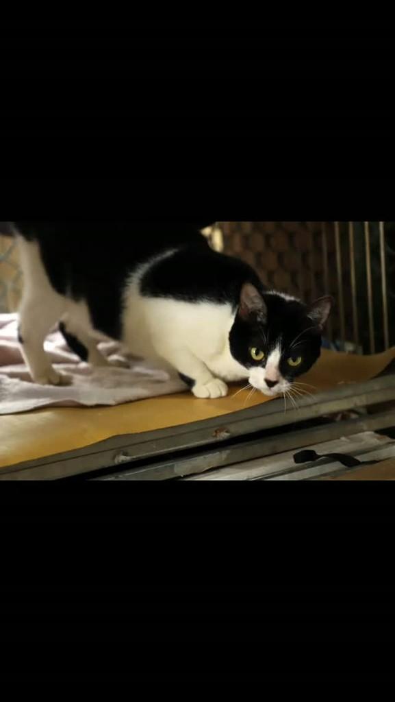 Inara, gata para adoção em Rio de Janeiro - RJ