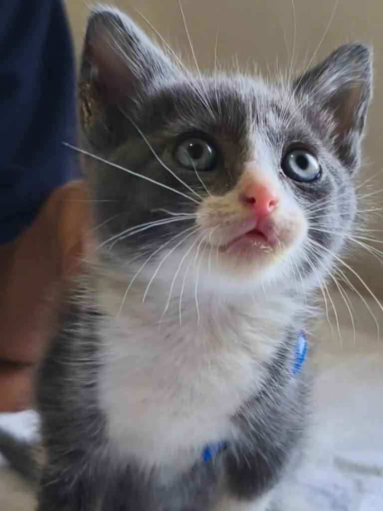 Baby Scooter, gato de porte pequeno para adoção em Rio de Janeiro - RJ
