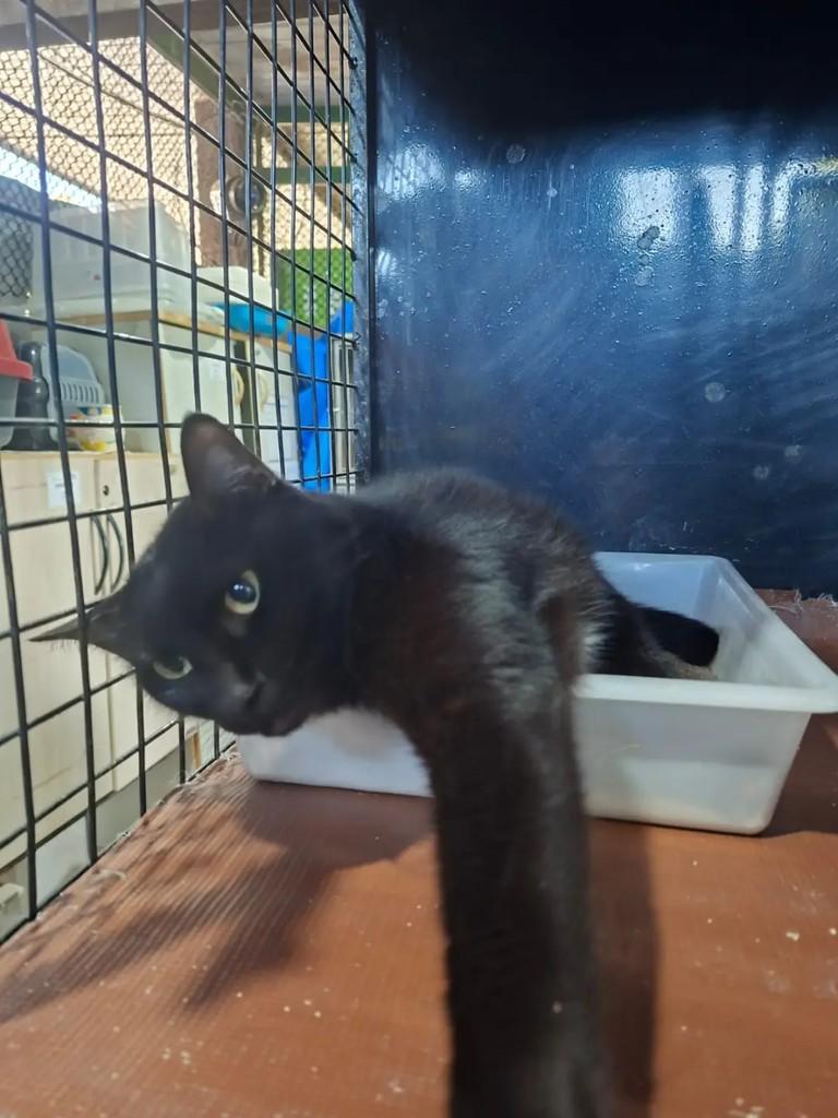 Ed Raposão, gato de porte médio para adoção em Rio de Janeiro - RJ