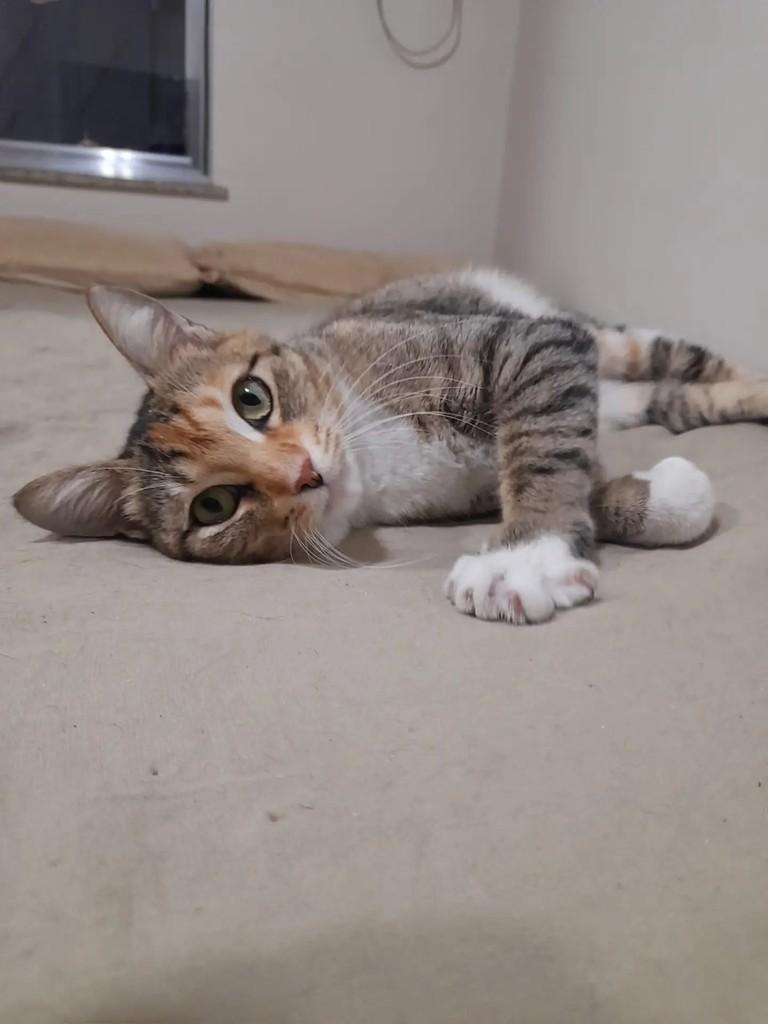 Joana, gata de porte médio para adoção em Rio de Janeiro - RJ