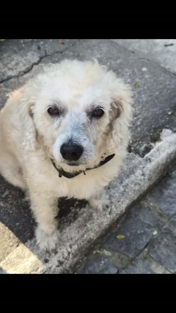 Kiko, cachorro de porte pequeno para adoção em Rio de Janeiro - RJ