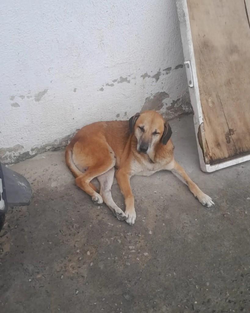 Caramelo, cachorro de porte grande para adoção em Rio de Janeiro - RJ