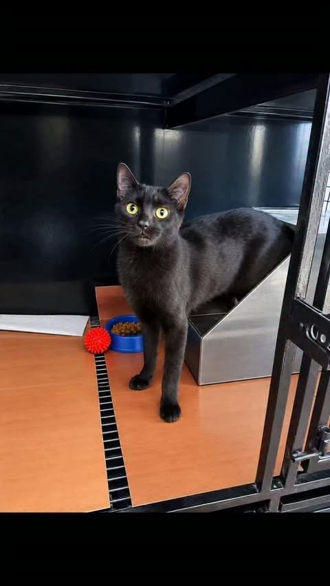 Tâmara, gata de porte pequeno para adoção em Rio de Janeiro - RJ