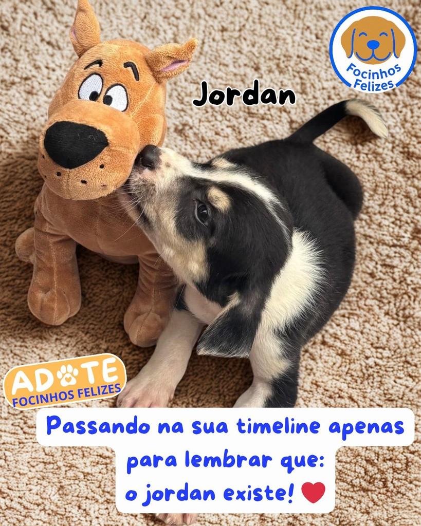 Jordan, cachorro de porte pequeno para adoção em Manaus - AM