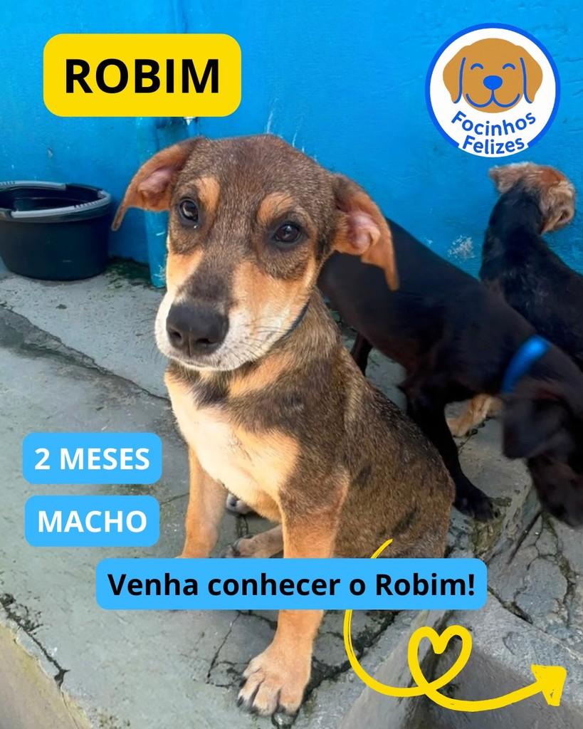 Robim, cachorro de porte pequeno para adoção em Manaus - AM