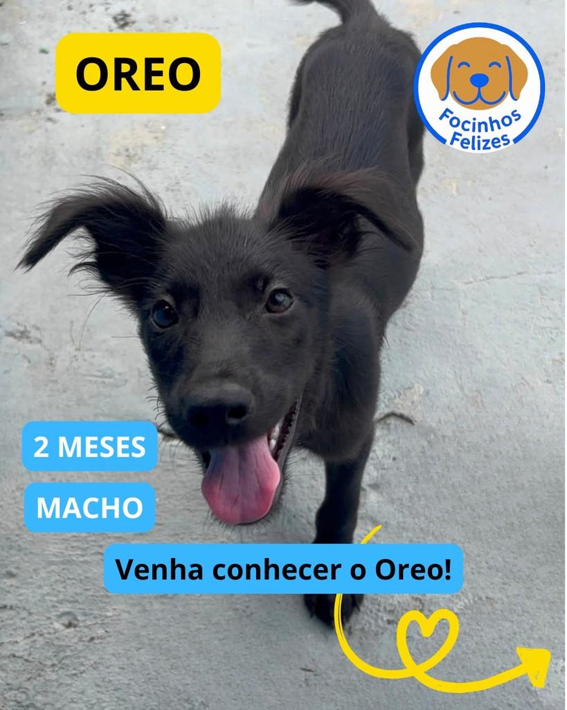 Oreo, cachorro de porte pequeno para adoção em Manaus - AM