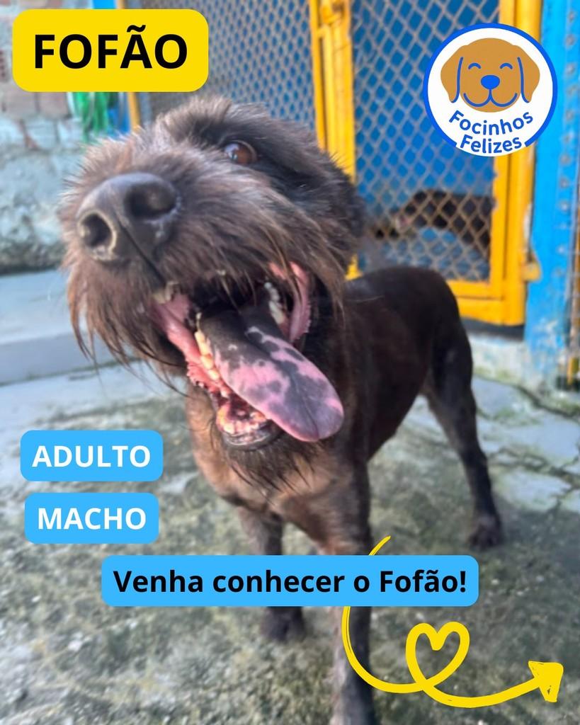 Fofão, cachorro de porte médio para adoção em Manaus - AM
