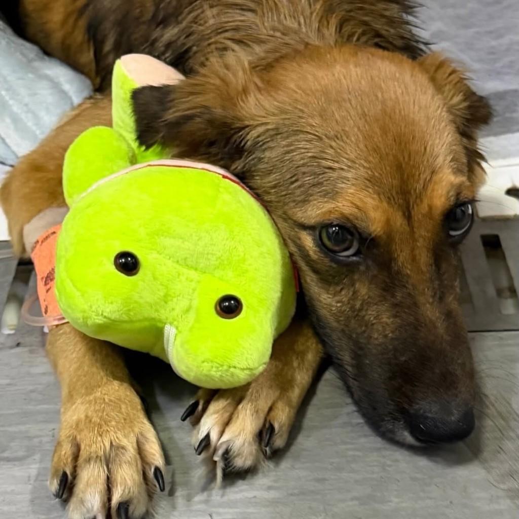 Paçóca, cachorro de porte médio para adoção em Duque de Caxias - RJ