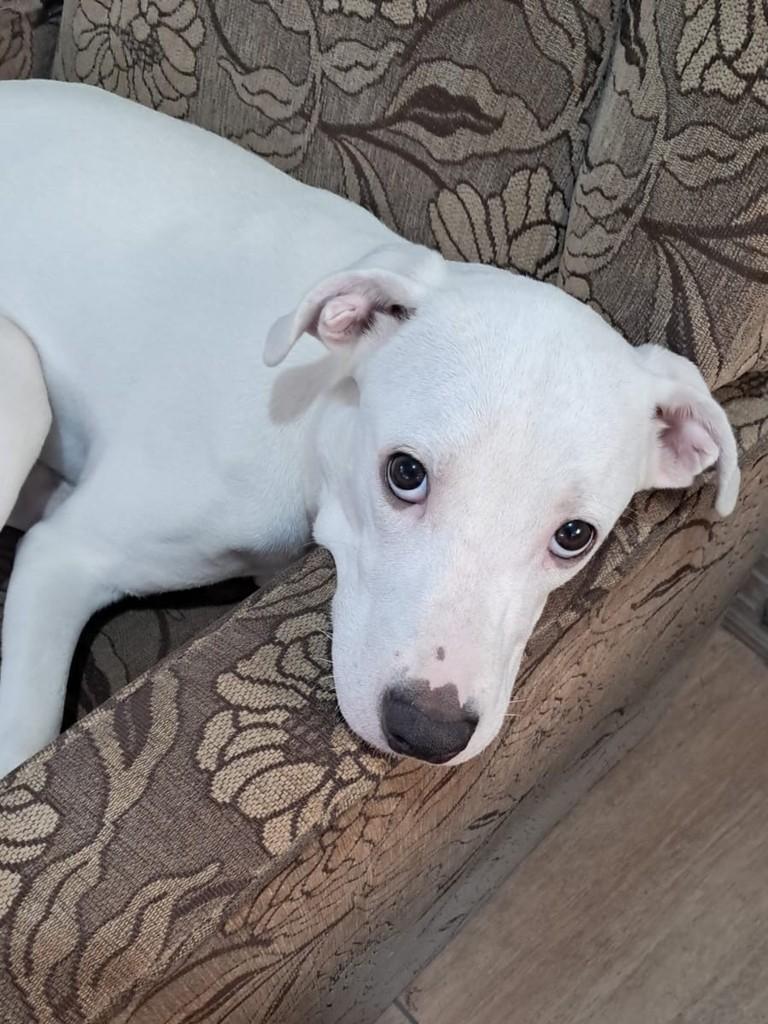 Hudy, cachorro de porte pequeno para adoção em Duque de Caxias - RJ