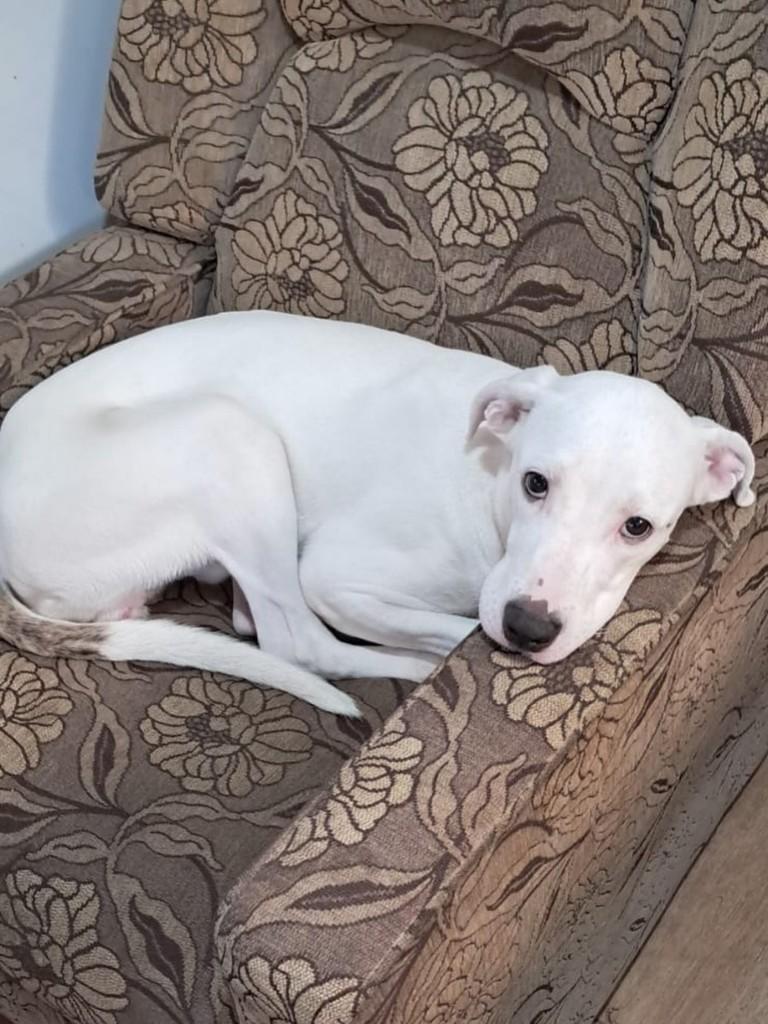 Hudy, cachorro de porte pequeno para adoção em Duque de Caxias - RJ — foto 2 de 2