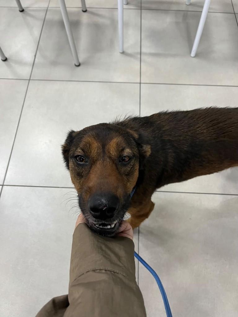 Joca, cachorro de porte médio para adoção em Duque de Caxias - RJ