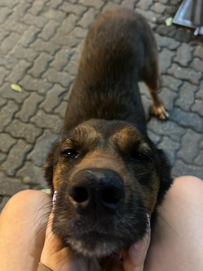 Joca, cachorro de porte médio para adoção em Duque de Caxias - RJ — foto 2 de 2
