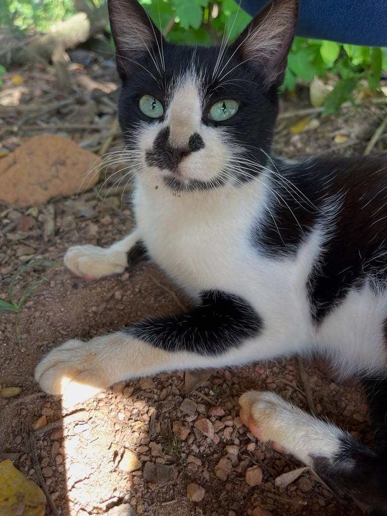 Frajola, gato de porte pequeno para adoção em Anápolis - GO
