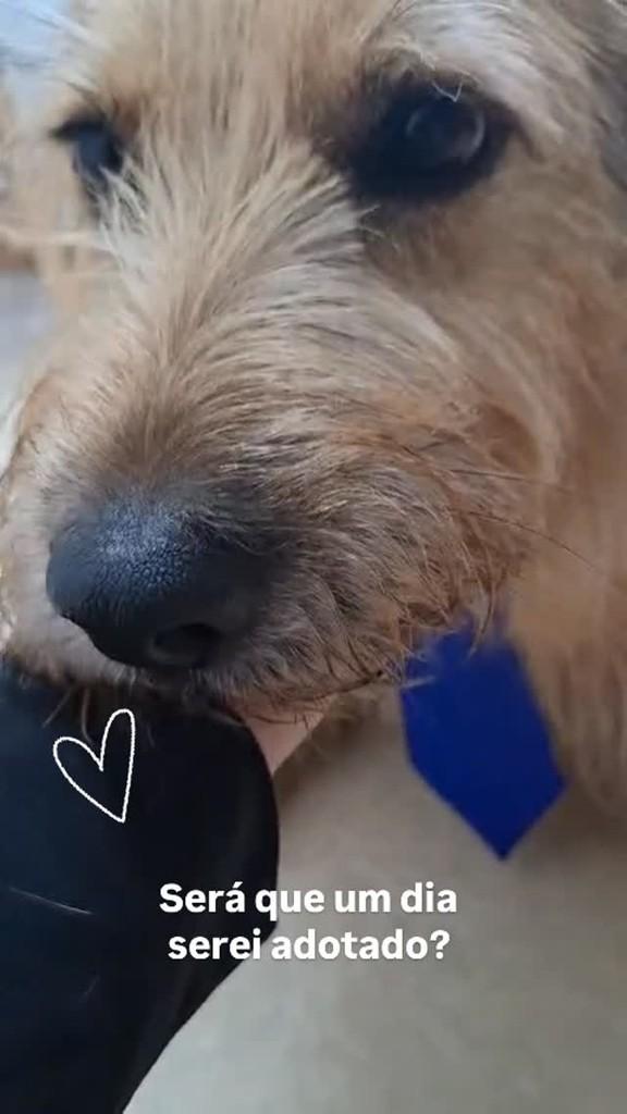 Beto, cachorro de porte pequeno para adoção em Anápolis - GO