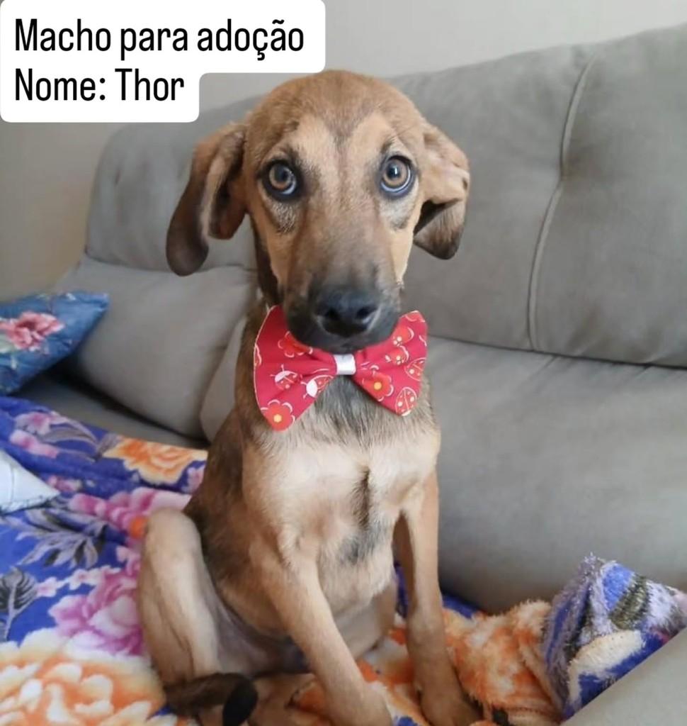 Thor, cachorro de porte grande para adoção em Anápolis - GO