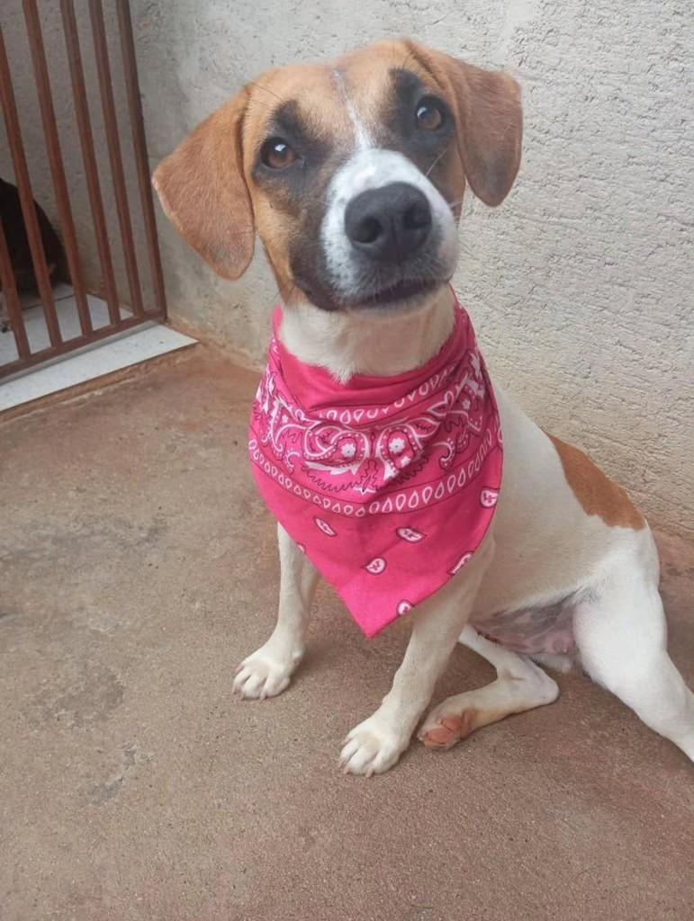 Madona, cadela de porte médio para adoção em Anápolis - GO