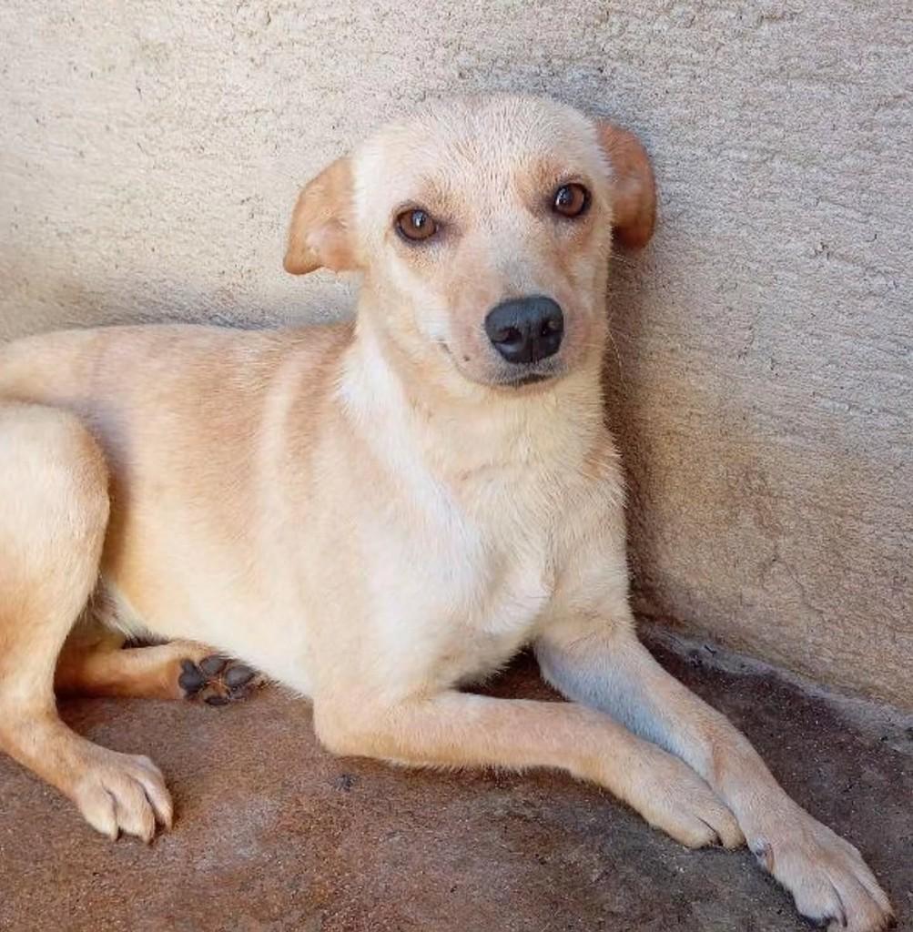 Milk, cadela de porte pequeno para adoção em Anápolis - GO