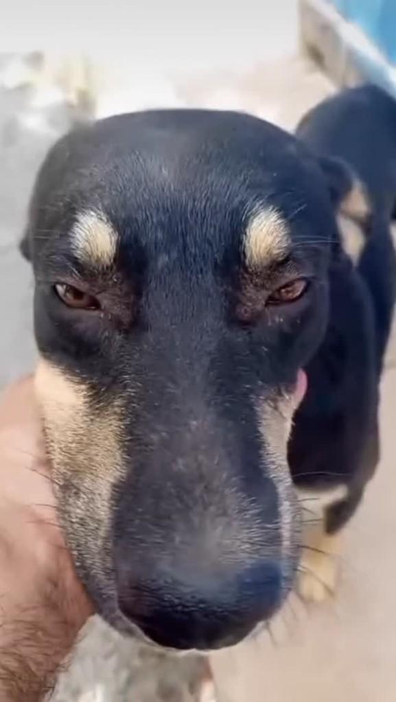 Raul, cachorro de porte grande para adoção em Anápolis - GO