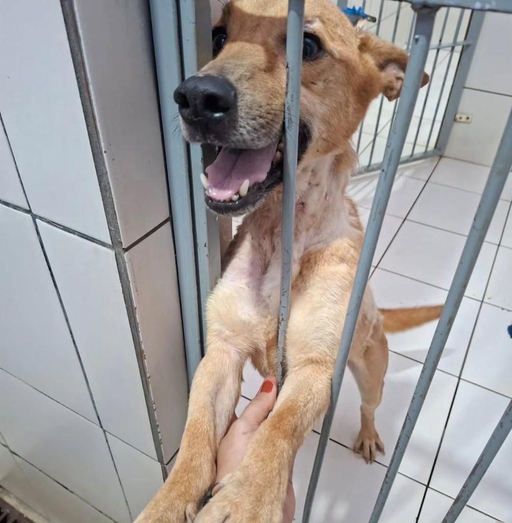 Pitoco, cachorro de porte médio para adoção em Anápolis - GO