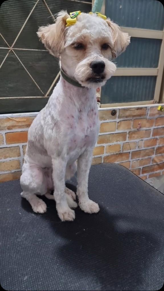 Princesa, cachorro de porte pequeno para adoção em Anápolis - GO