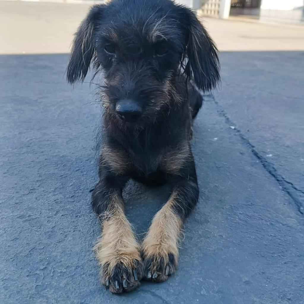 Fiapo, cadela de porte pequeno para adoção em Anápolis - GO