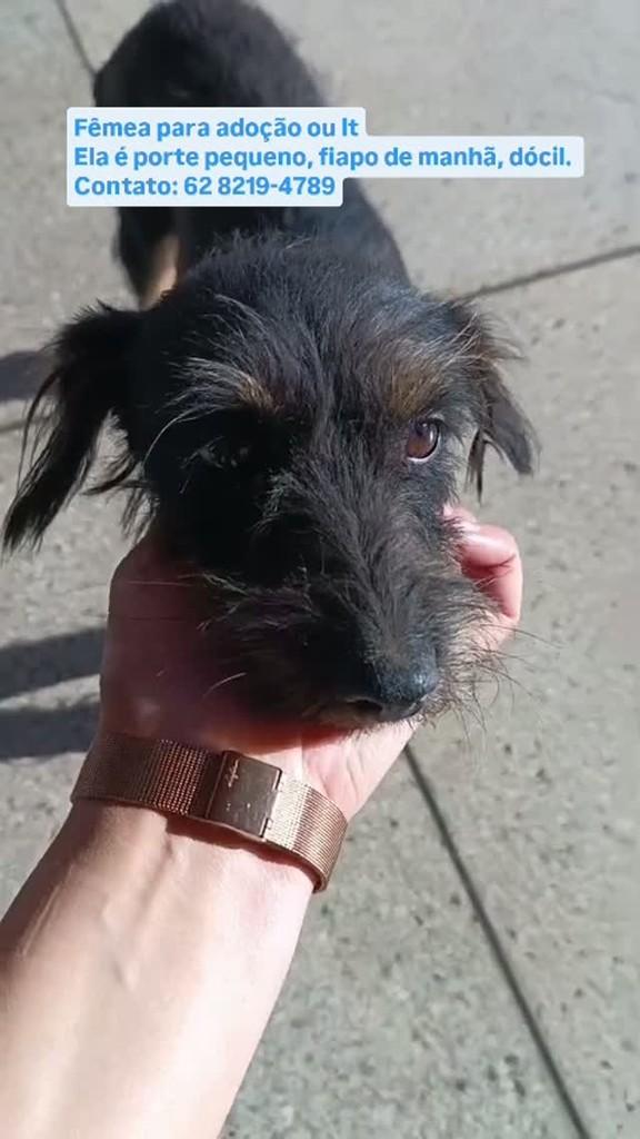 Ela, cachorro de porte pequeno para adoção em Anápolis - GO