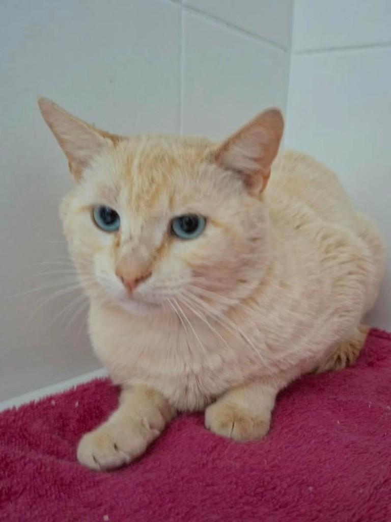 Açaí, gato de porte médio para adoção em Anápolis - GO
