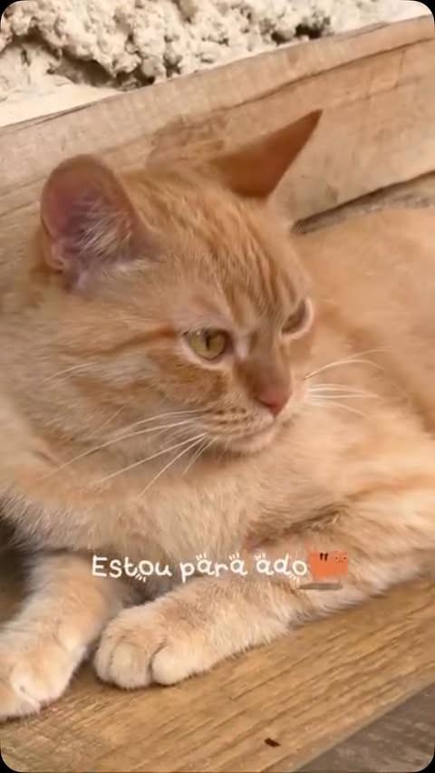 Laranjinha, gata de porte médio para adoção em Uberlândia - MG