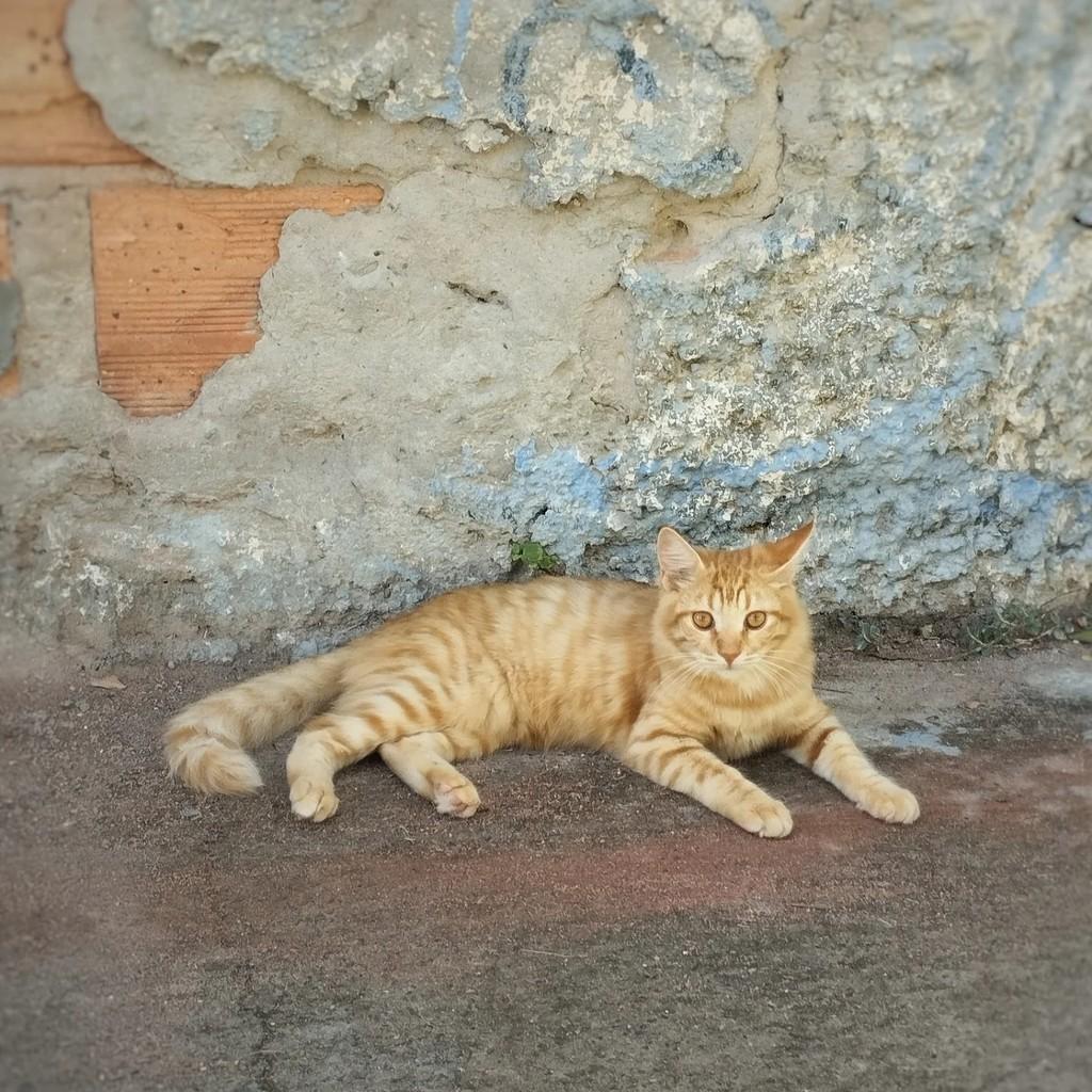 Garotinho, gato de porte médio para adoção em Salvador - BA