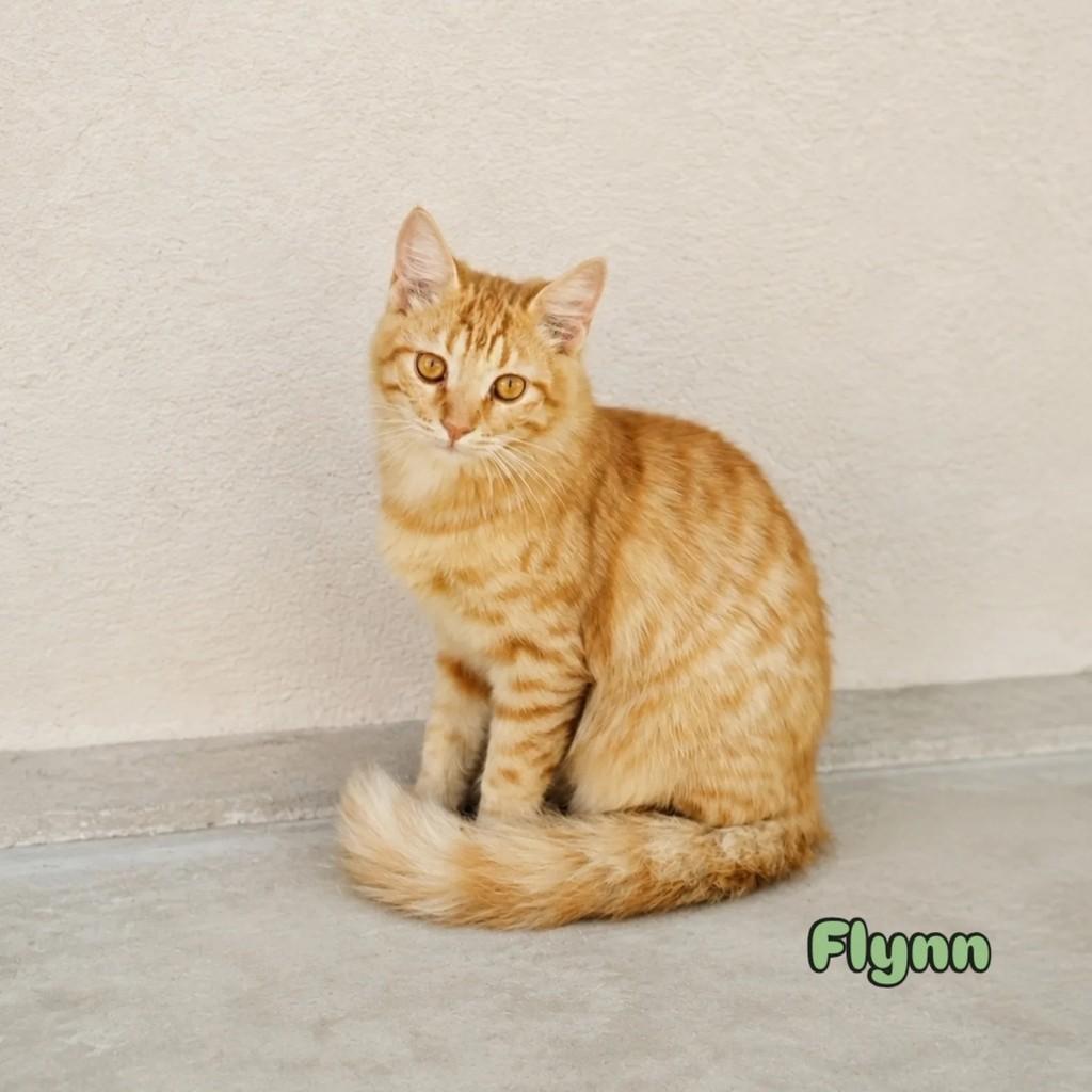 Flynn, gato de porte pequeno para adoção em Salvador - BA