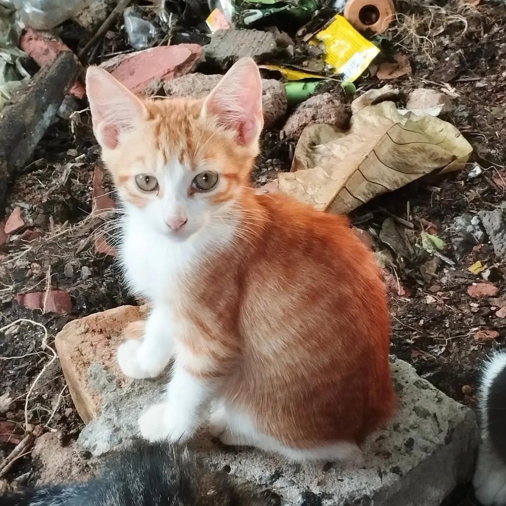 Beni, gato de porte pequeno para adoção em Salvador - BA