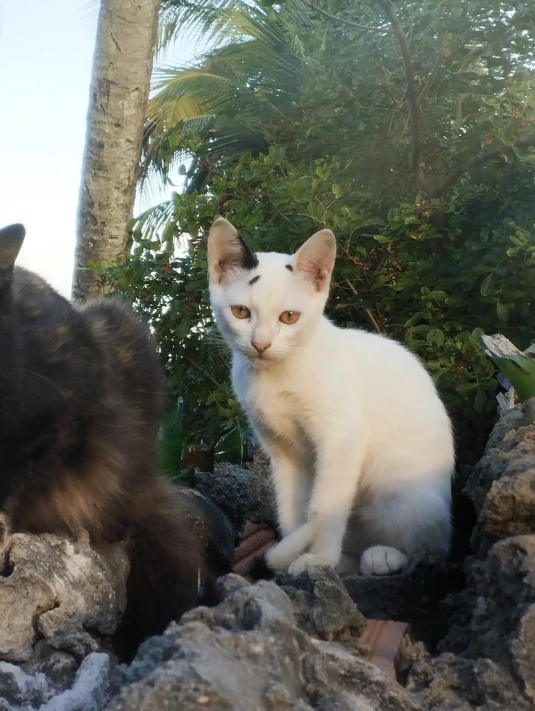 Yuki, gata de porte pequeno para adoção em Salvador - BA