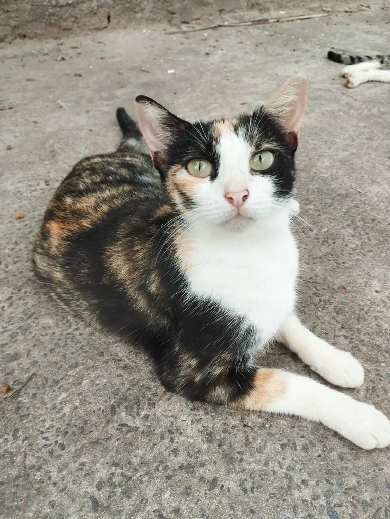 Bebel, gato de porte médio para adoção em Salvador - BA